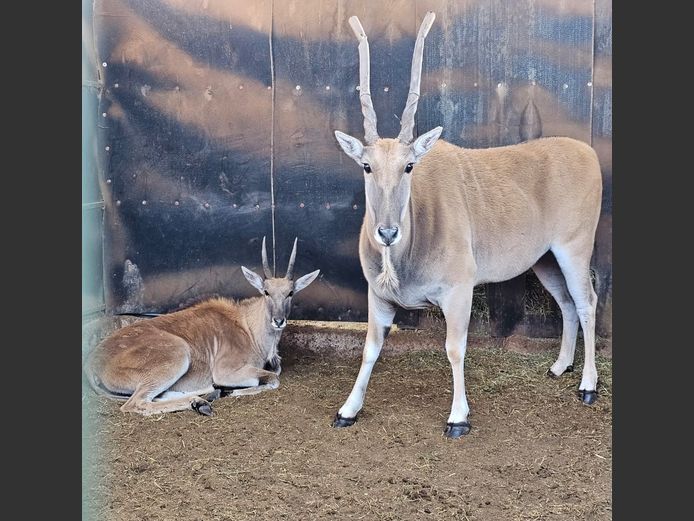 ELAND | NOOITGEDACHT