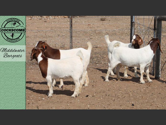 24-297 / 24-610 / 24-612 / 24-620 | Middelwater Boergoats
