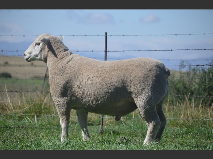 T 240541 | TWEE BROERS DORMER STOET