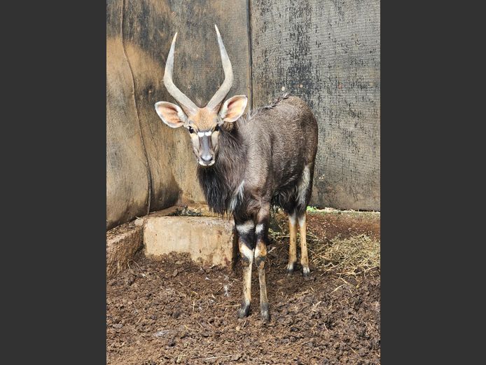 NYALA | MABALINGWE