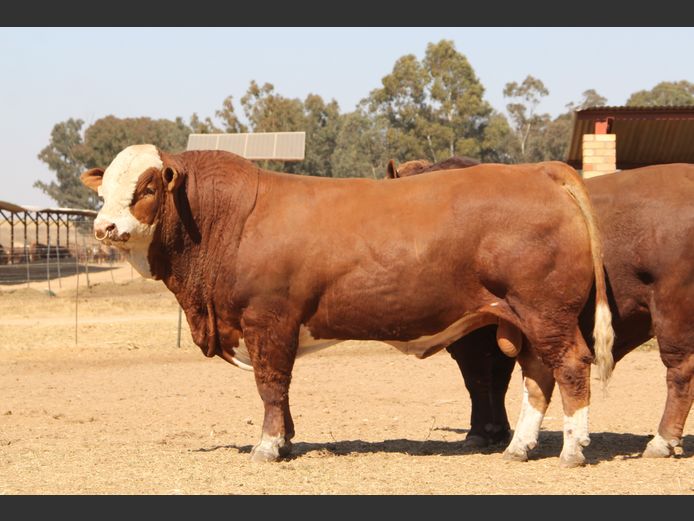 E233 | EE SCHULENBURG