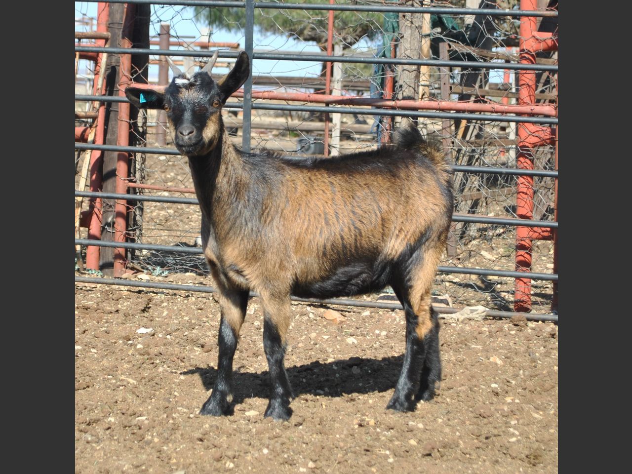 images