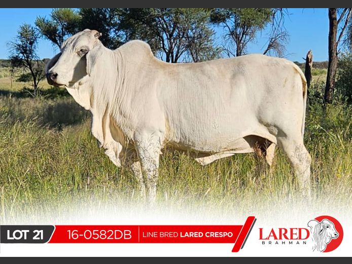 16-0582DB | LARED BRAHMAN