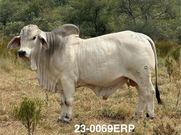 23-0069ERP | HARROBI BRAHMAN