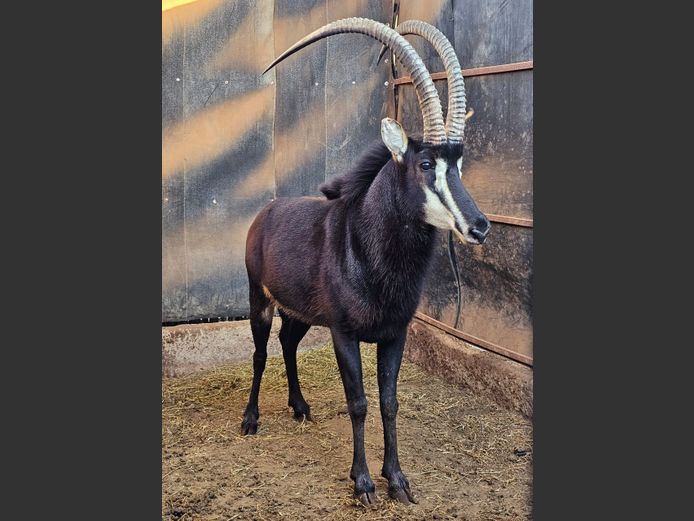 SABLE 44” | WELGEVONDE