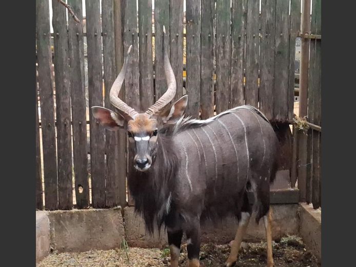 NYALA | G. VAN ZYL