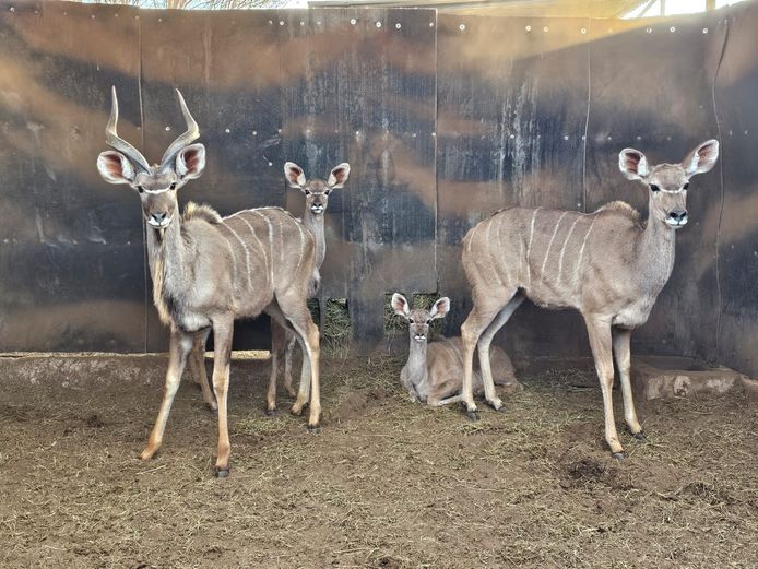 KUDU | DAGBREEK