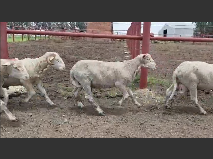 DOHNE MERINO VETLAMMERS