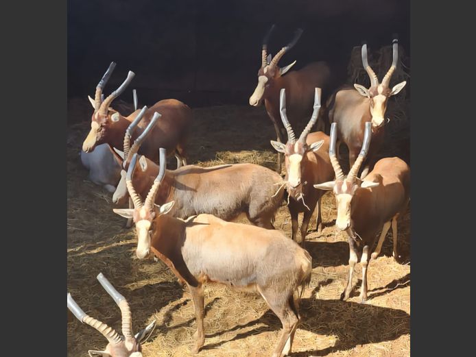 BLESBOKKE