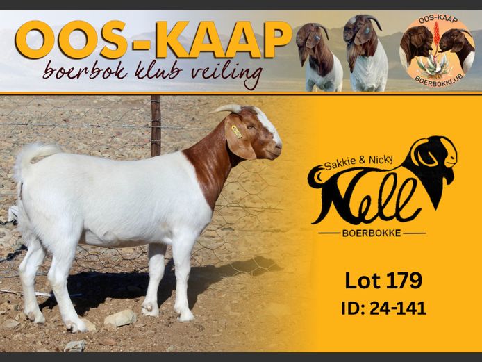 24-141 | Sakkie en Nicky Nell Boerbokke