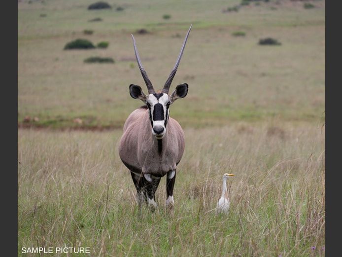 ORYX | GOLDEN GAME WILDLIFE