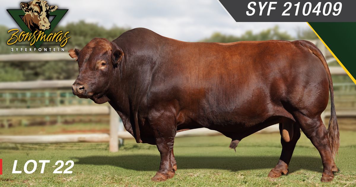 Lot 22 | SYFERFONTEIN BONSMARAS 26STE PRODUKSIEVEILING | SwiftVEE ...