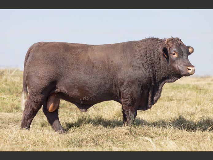 TZ 240040 | FAURZYL FARMING (PTY) LTD