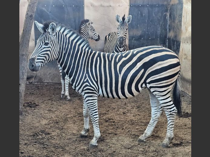 ZEBRA | ZWARTKLOOF