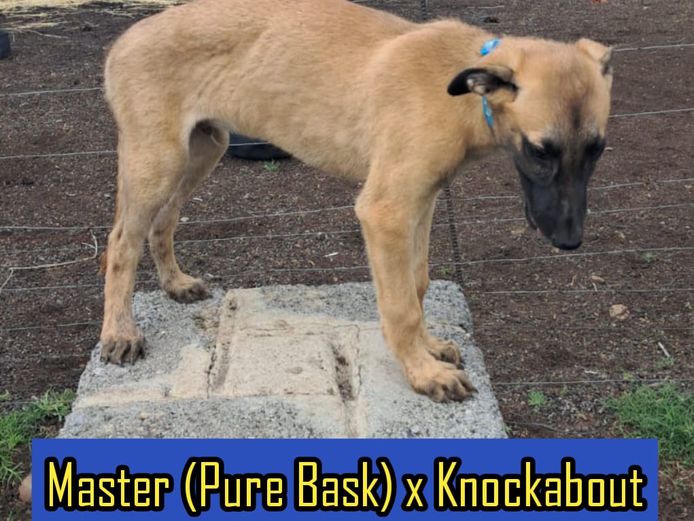 Male Puppy 3 - Master x Knockabout