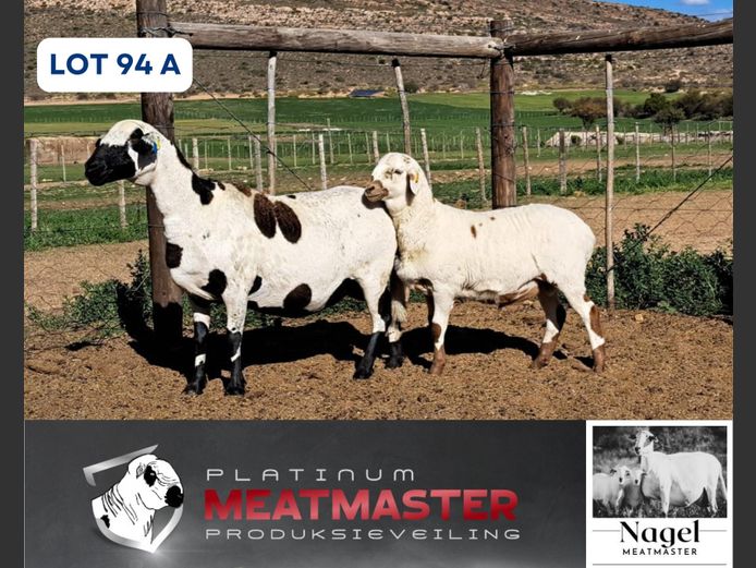 NM22 1611 | Hein Nagel - Nagel Meatmasters, Ladismith WK