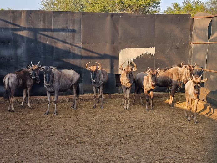 BLOUWILDEBEES | KRUISRIVIER