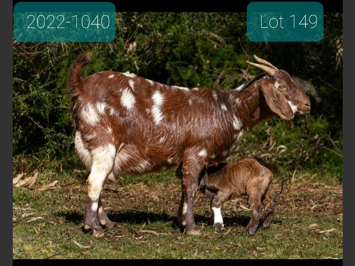 ISI-22-1040 | OPREISFONTEIN STOET