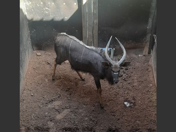 NYALA | DEELBOS