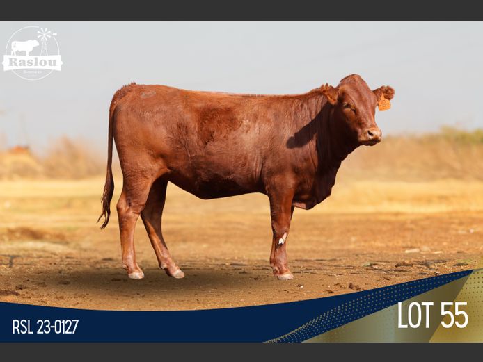 RSL 230127 | RASLOU BONSMARAS