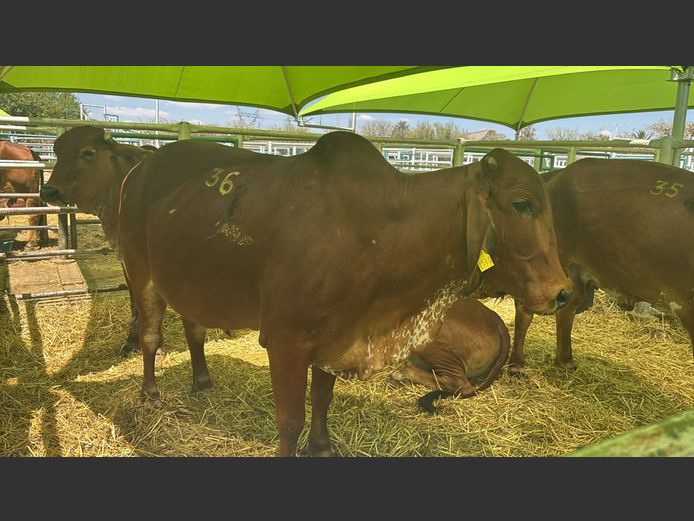 COMMERCIAL COWS | TJIRI RED BRAHMAN 