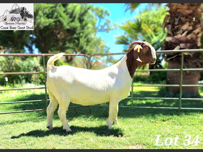 970 25-0082 | Coné Boerbokstoet