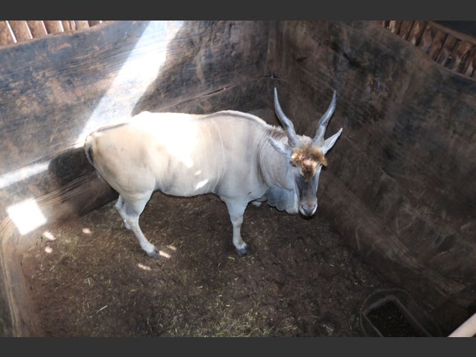 Eland