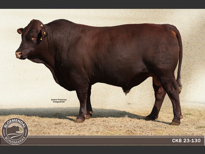 CKB 230130 | CHRIS KRUGELL BLOEMENDAL