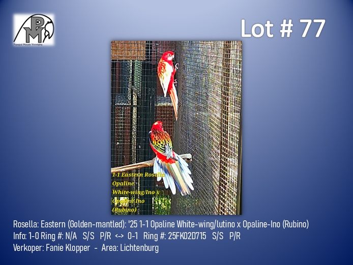 1-1 '25 Rosella: Eastern (Golden-mantled): Opaline White-wing/lutino x Opaline-Ino (Rubino) - Fanie Klopper