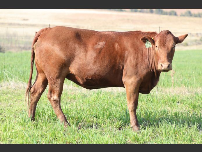 HBH 230002 | CLARK CATTLE COMPANY PTY LTD