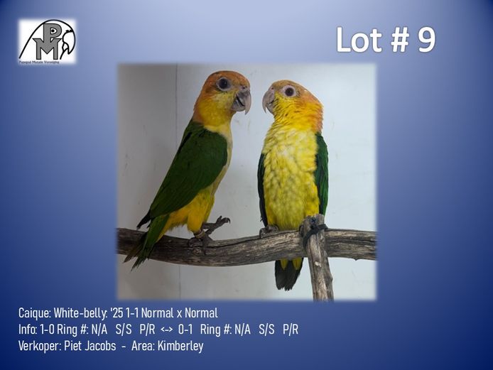 1-1 '25 Caique: White-belly: Normal x Normal - Piet Jacobs