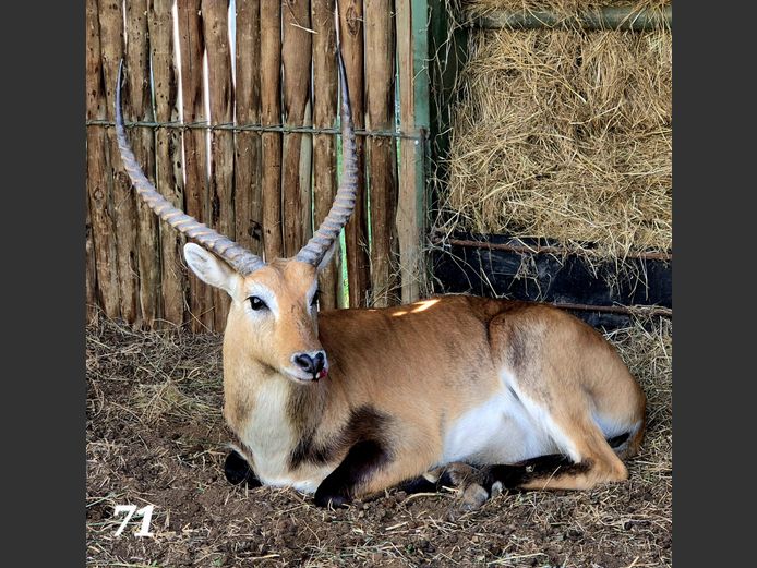 LECHWE | KEY GAME