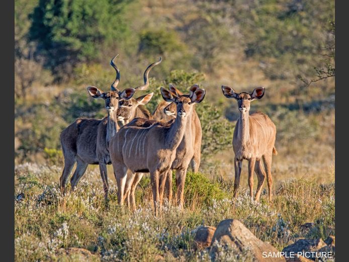 KUDU | GOLDEN GAME WILDLIFE
