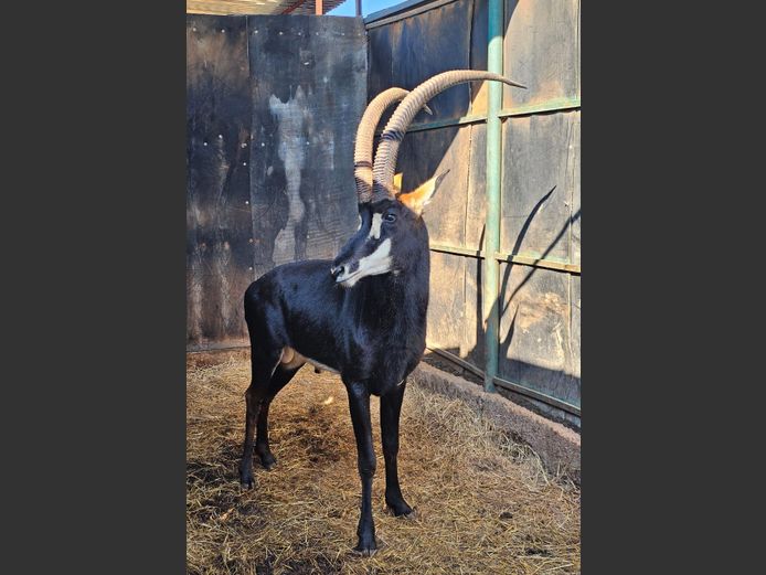 SABLE | BUFFELSPOORT