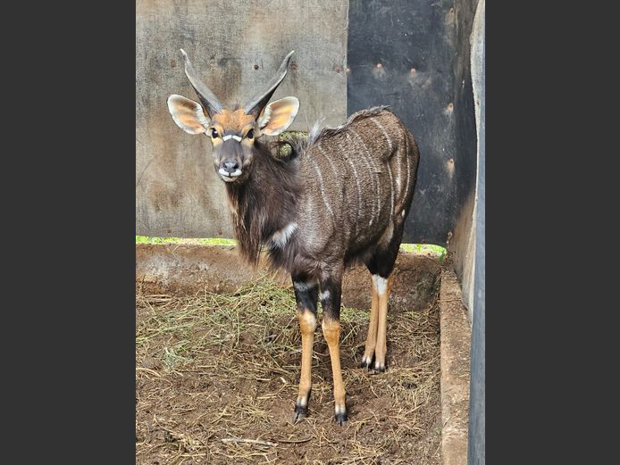 NYALA | LEBENKELE