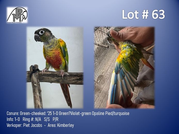 1-0 '25 Conure: Green-cheeked: Green?Violet-green Opaline Pied/turquoise - Piet Jacobs
