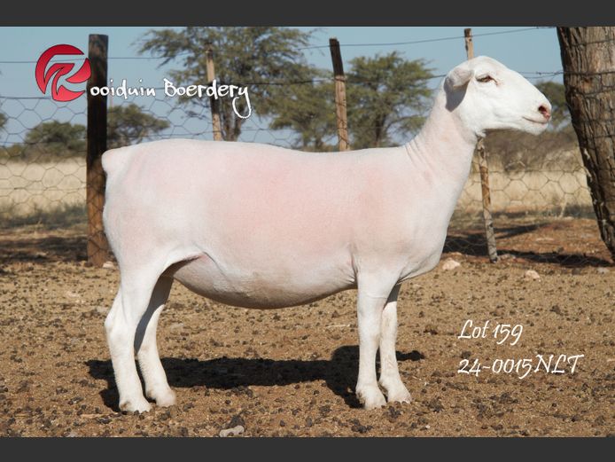 24-0015NLT | ROOIDUIN WHITE DORPER 
STUD