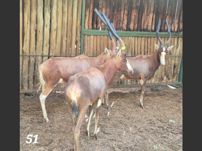 BLESBOK | CGOC