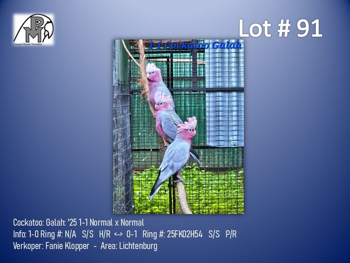 1-1 '25 Cockatoo: Galah: Normal x Normal - Fanie Klopper