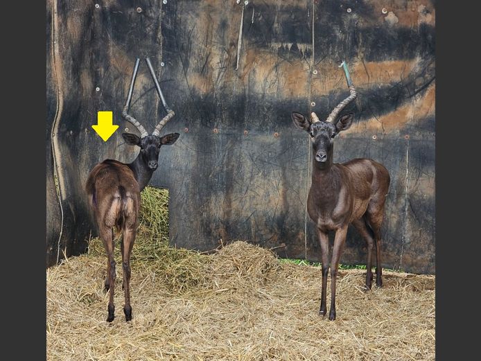 BLACK IMPALA | EB WILD