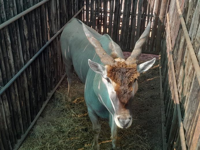 ELAND | FB