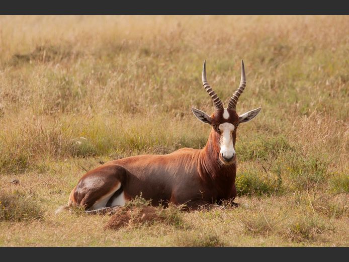 Blesbok Mixed |  SANParks - Mountain Zebra National Park