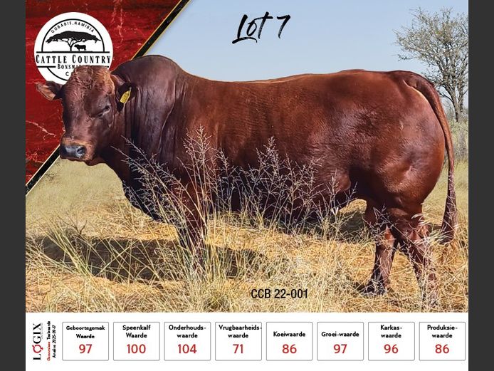 CCB 220001 | CATTLE COUNTRY BONSMARAS
