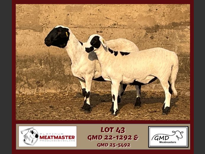 GMD 22-1292 | Mike Greyling - GMD Meatmasters, Morgenzon