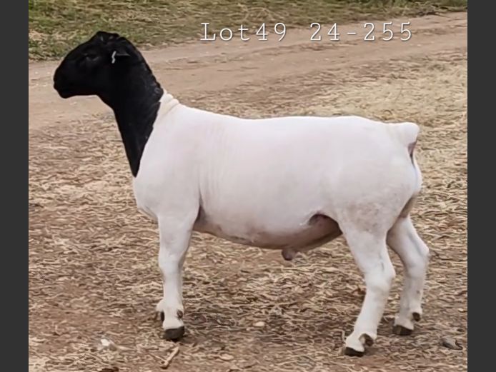 24 255 | Ray van den Berg