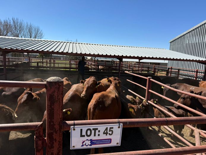Commercial Animals | Mac Farms