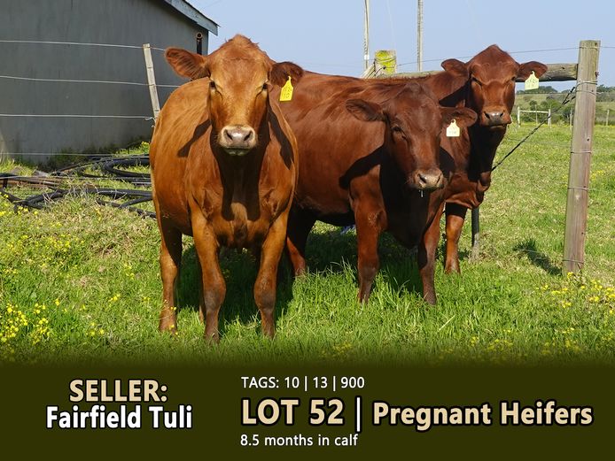 Commercial Animals | FAIRFIELD TULI