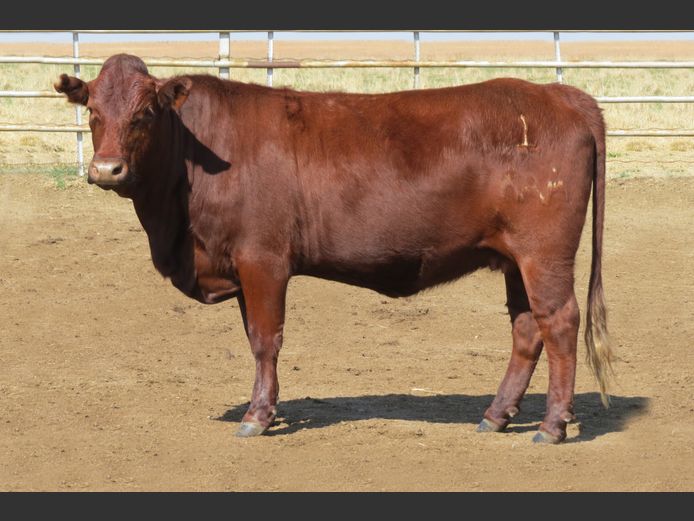 AG220113