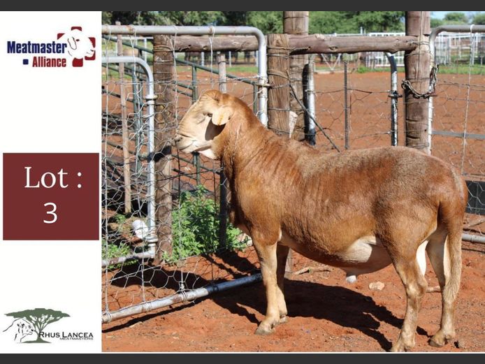 LL24 355 | Rhus Lancea