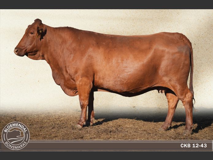 CKB120043 | CHRIS KRUGELL BLOEMENDAL